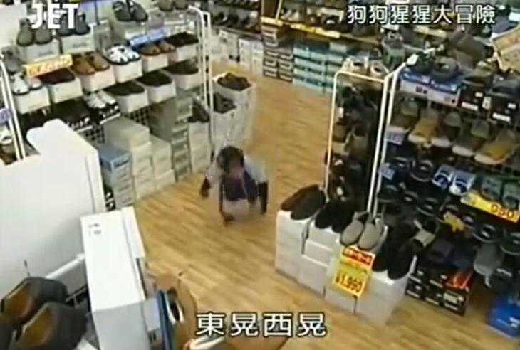 《狗狗猩猩大冒险》：小庞现状引领时代潮流，赢得观众热爱